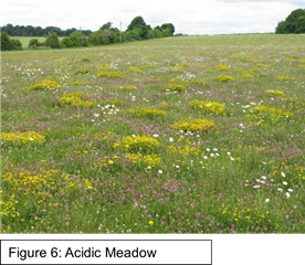 open meadow area with flowering plants