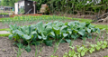 green vegetables growing in an allotment plot