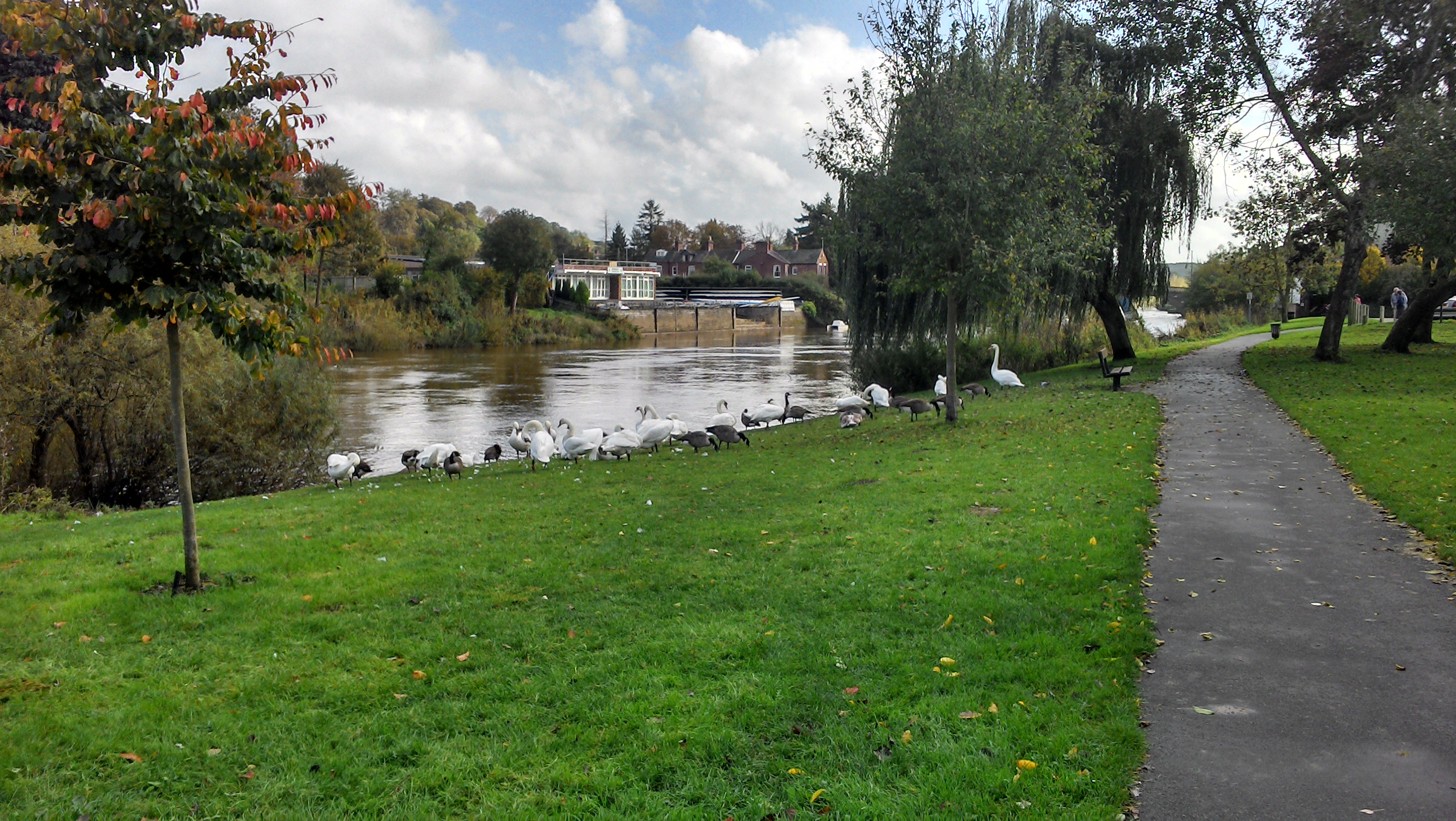 Swans gathered on edge of River Severn running through the town of historical Georgian tourist town of Bewdley. A footpath runs alongs the river for people to enjoy a leisurely stroll.