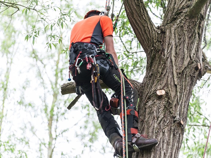man up a tree with a chainsaw cutting back overgrown branches