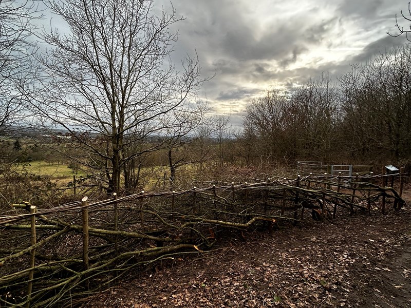 new hedge in front of tree, scenic meadow view behind