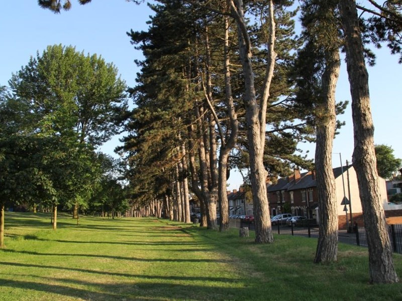 An alleyway of mature tall conifer trees bordering the footpath aith the sunshine breaking through the branches of the trees
