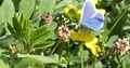 Common blue butterfly in the wild