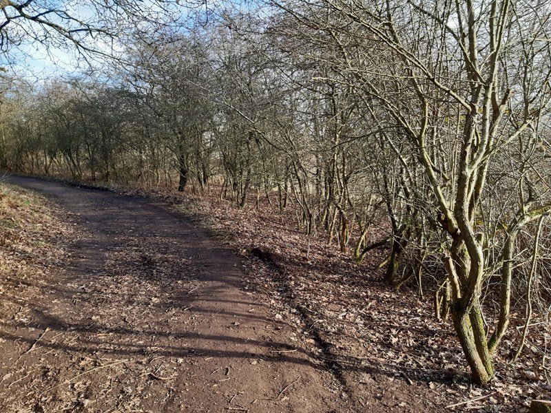 footpath in wooded area