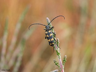 close up of black and orange 4 banded longhorn beetle