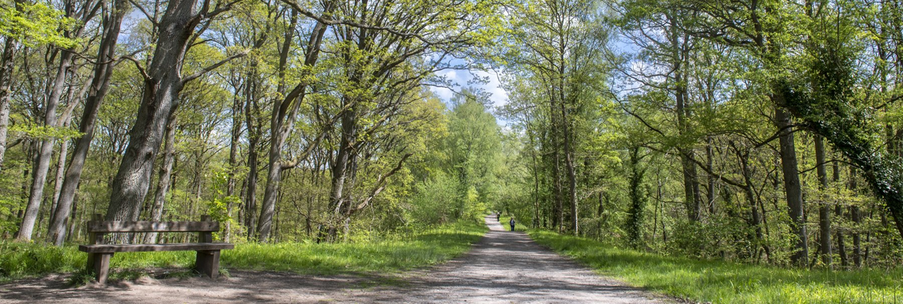 forest walkway sunny day