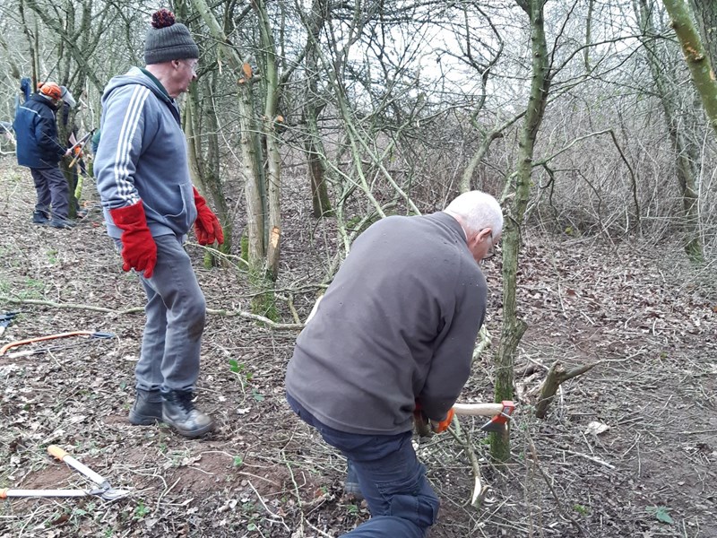 2 volunteers one chopping into young tree trunk
