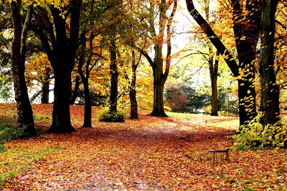 Distant view of mature autumn trees bordering the boundary of the park and footpath