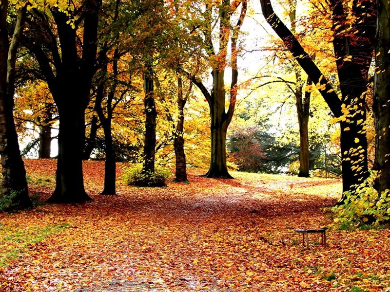 Distant view of mature autumn trees bordering the boundary of the park and footpath