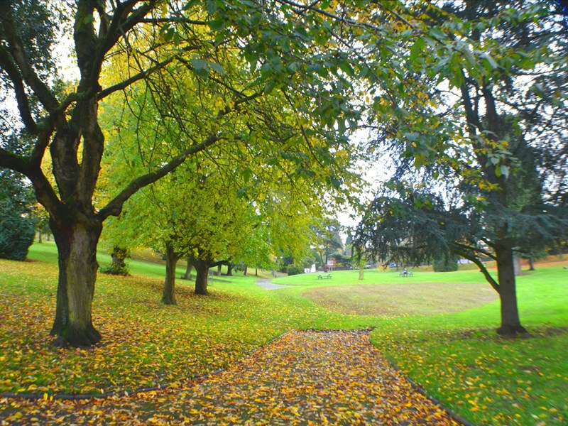 Mature trees borders the winding footpath, covered with autumn leaves.
