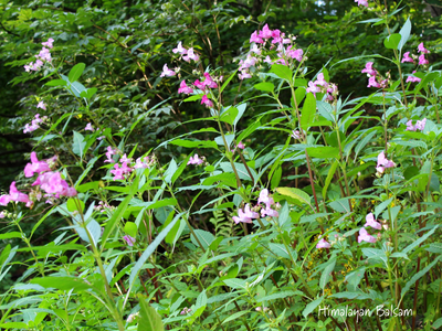 Himalayan balsam