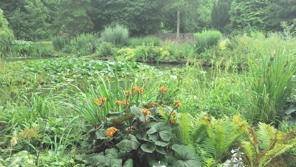 Pond located in beautiful public gardens. The pond is filled with numerous aquatic plants adding to the beauty of the pond.