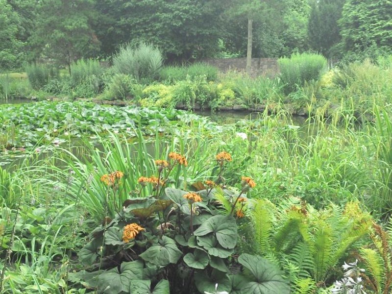 Pond located in beautiful public gardens. The pond is filled with numerous aquatic plants adding to the beauty of the pond.