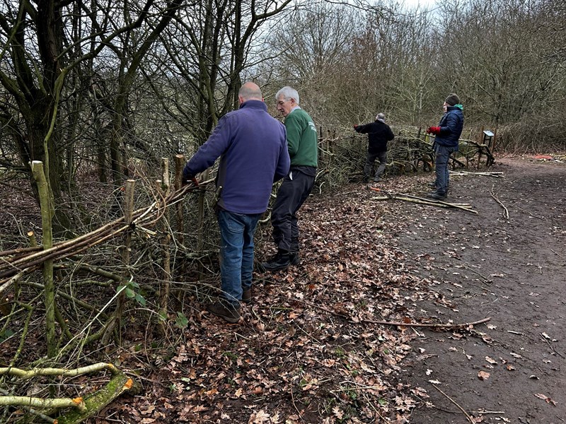 volunteers binding hedge with hazel twigs