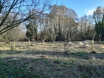 young trees in grassed area in front of mature trees