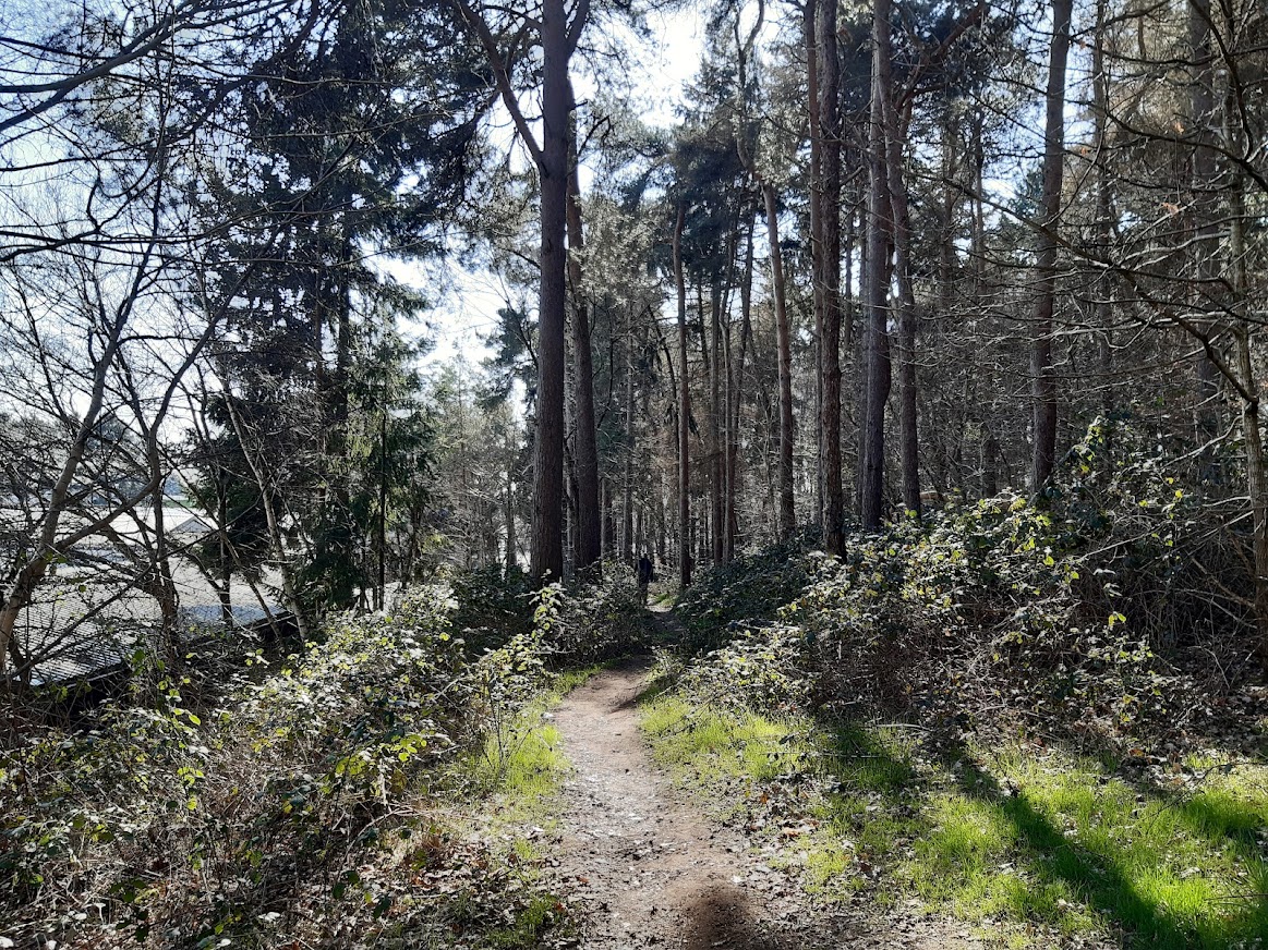 mature trees in local nature reserve