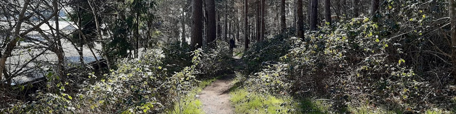 mature trees in local nature reserve