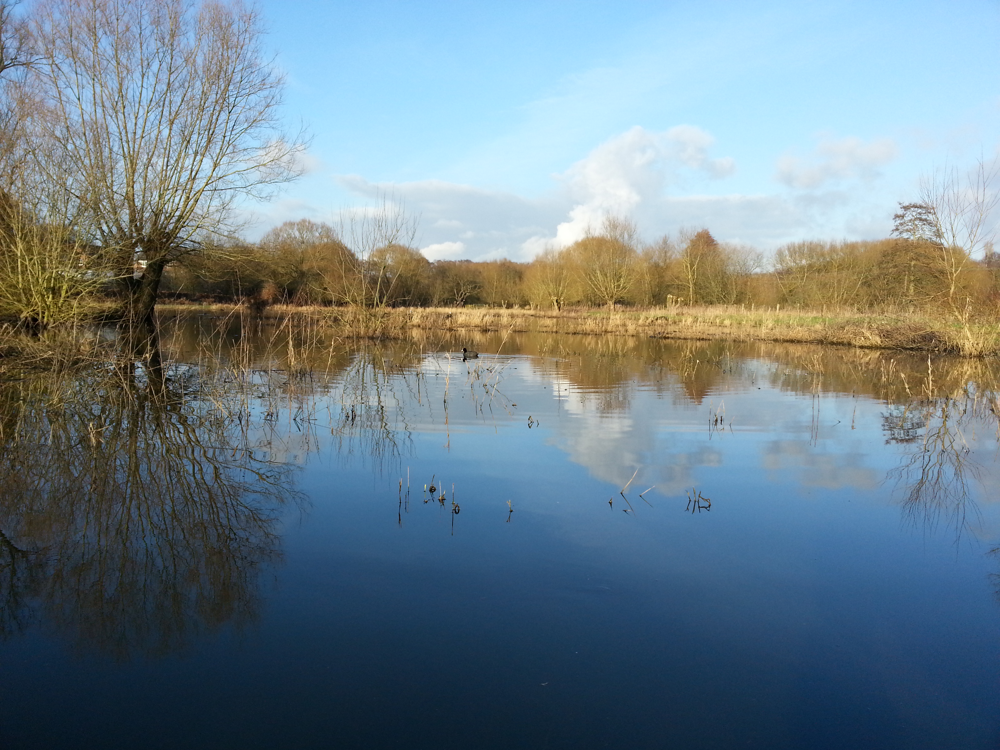 marshland at local nature reserve