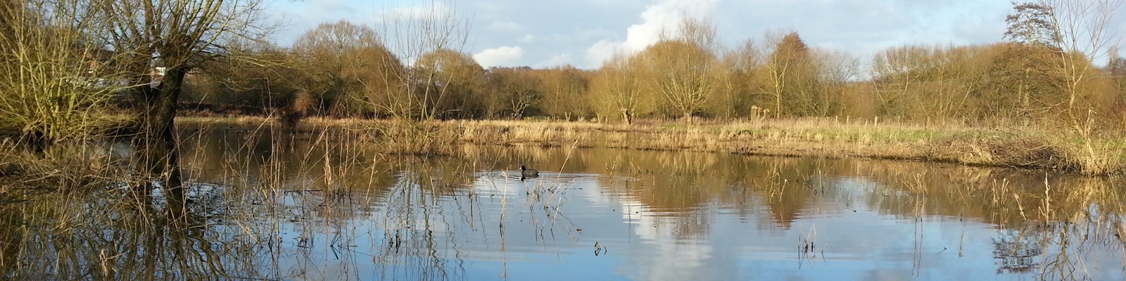 marshland at local nature reserve