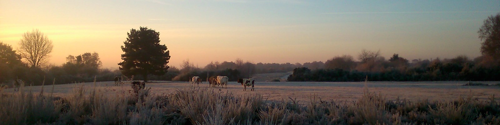 sunset across nature reserve with cattle in field