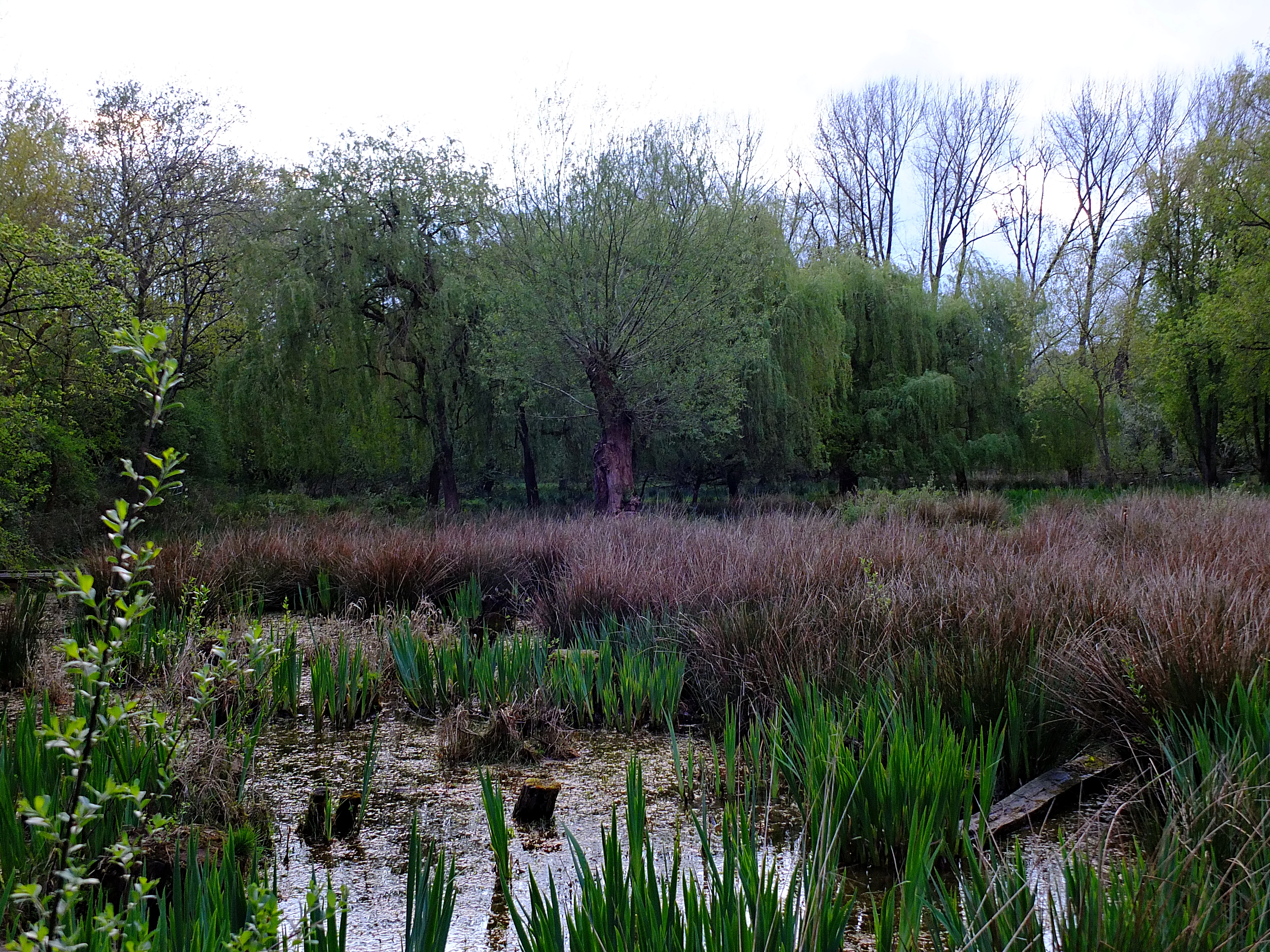 marshland during springtimne