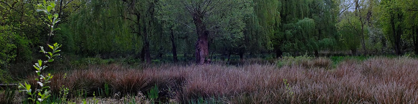 marshland during springtimne