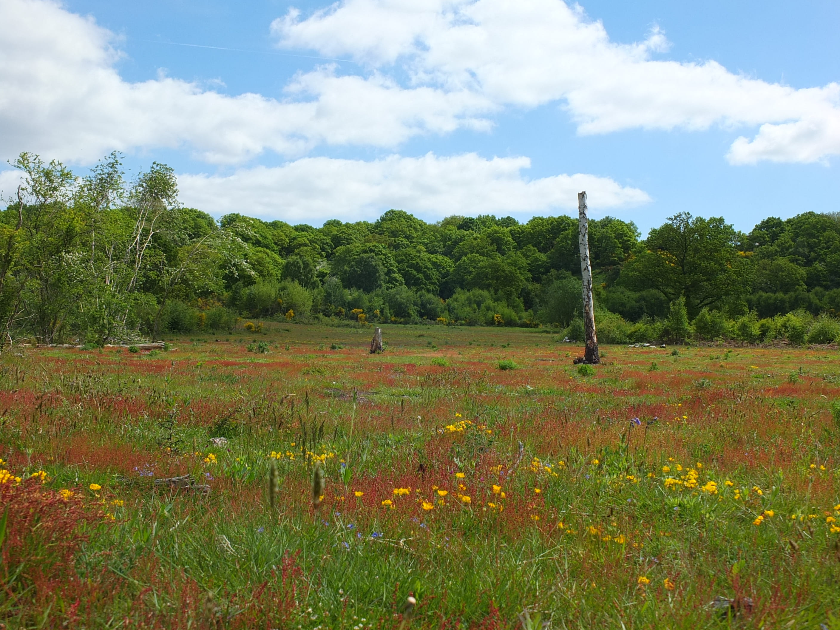 heathland restoration project with mature trees in background