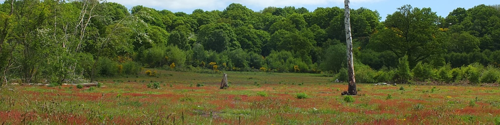 heathland restoration project with mature trees in background
