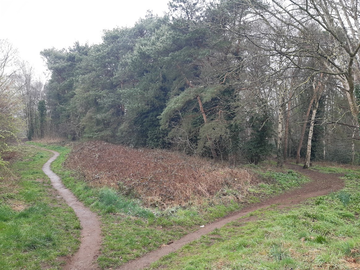 dense woodland with mature trees