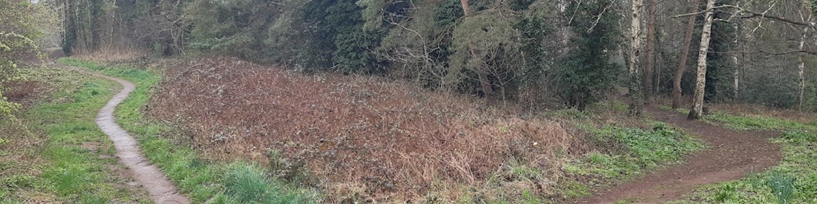 dense woodland with mature trees