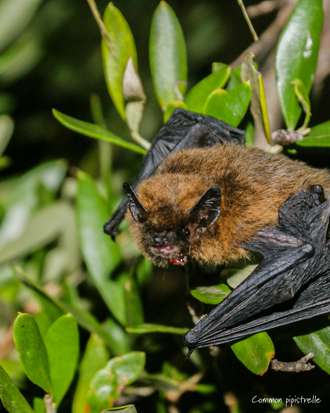 common pipistrelle bat close up