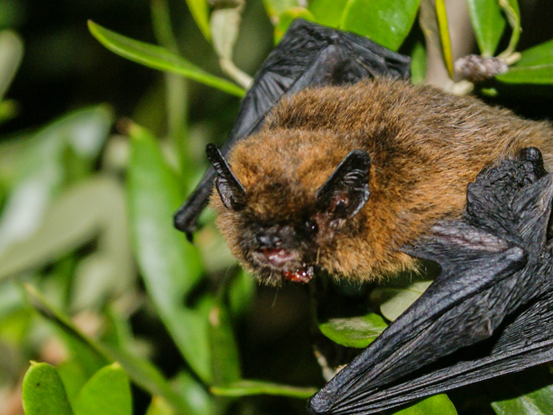 SustFest - Bat walk at Riverside Meadows