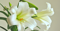 Two white lillies