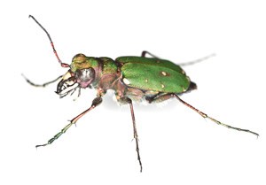 green beetle up close