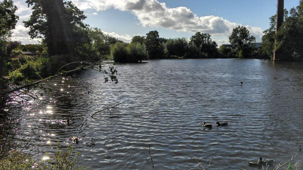 A close up view of the stack pool area. In the distance mature trees can be seen over-hanfing the stack pool water's edge and two ducks swimming on the water's surface.