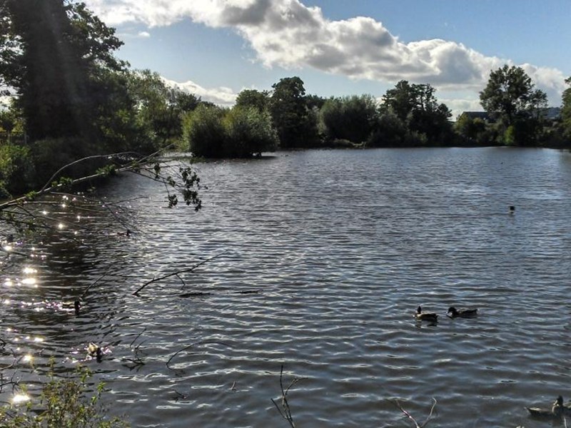 A close up view of the stack pool area. In the distance mature trees can be seen over-hanfing the stack pool water's edge and two ducks swimming on the water's surface.