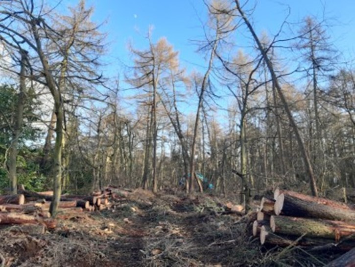 woodland with stacked cut trees in foreground