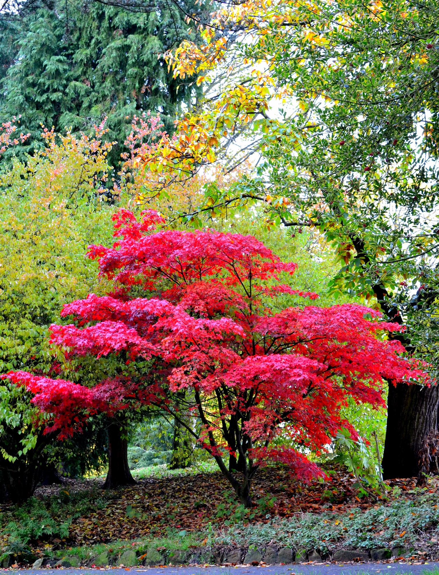 pink Japenese Acer tree