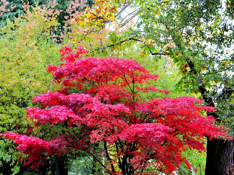 pink Japenese Acer tree