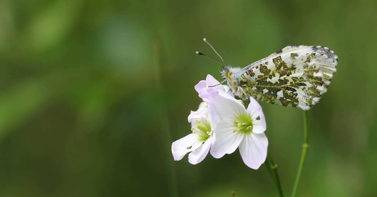 close up flower with butterfly feeding