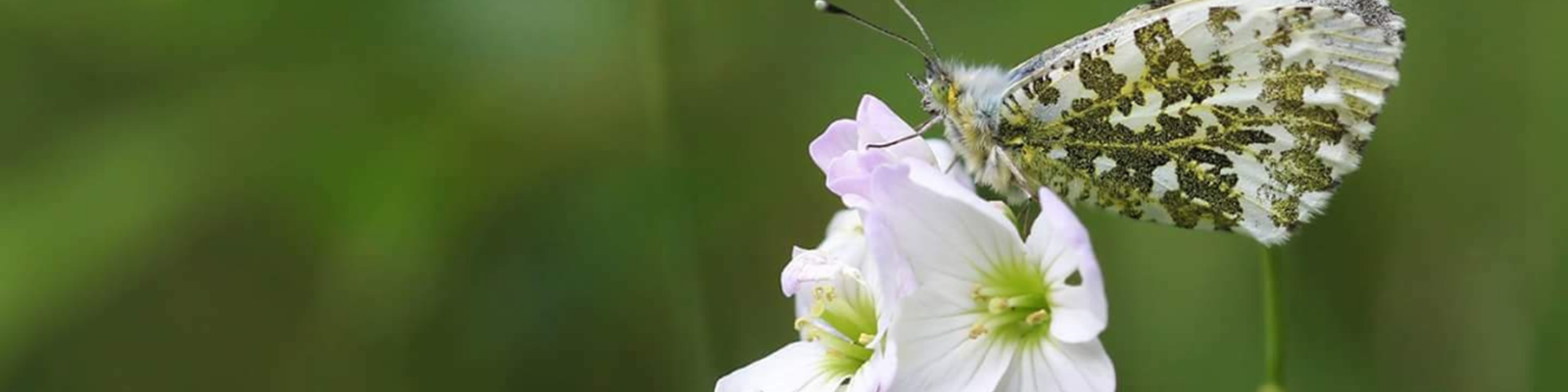 close up flower with butterfly feeding