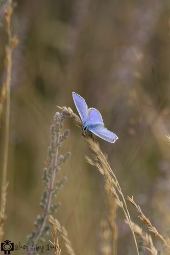 close up of pale blue butterfly on grass