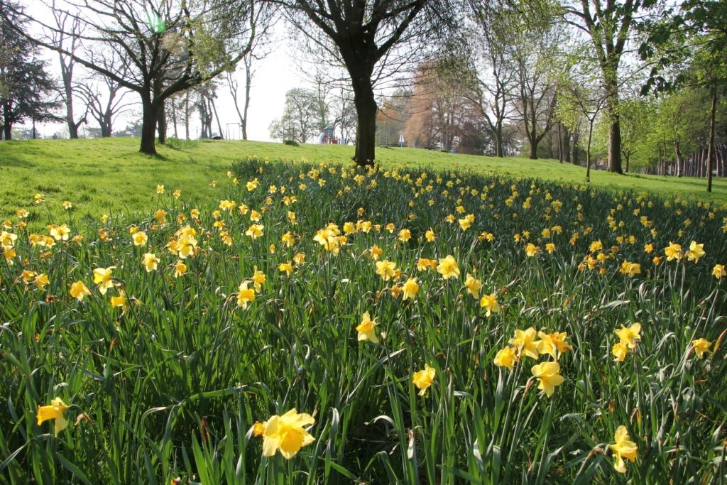 a bank of daffodils in the park's grassed area