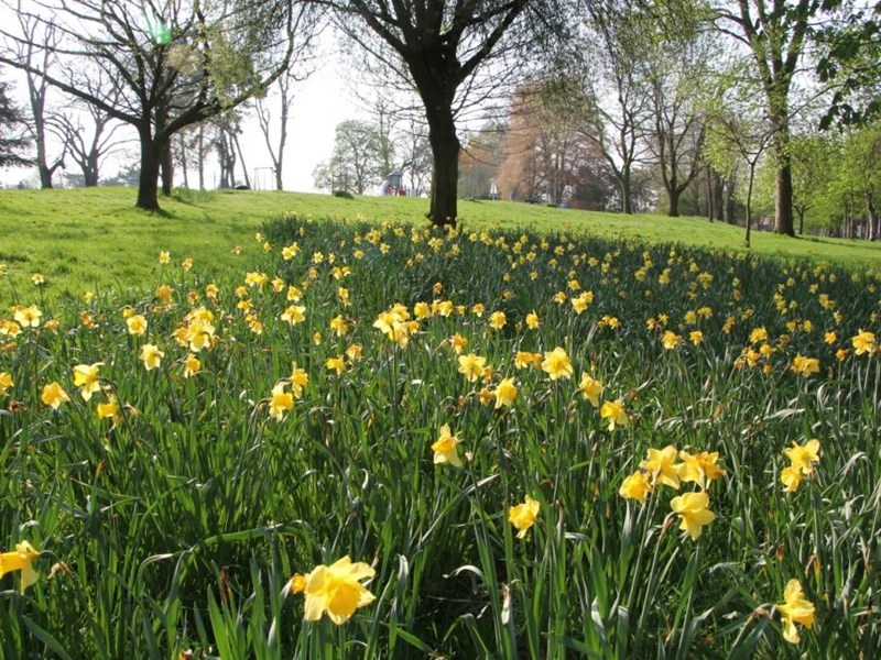 a bank of daffodils in the park's grassed area
