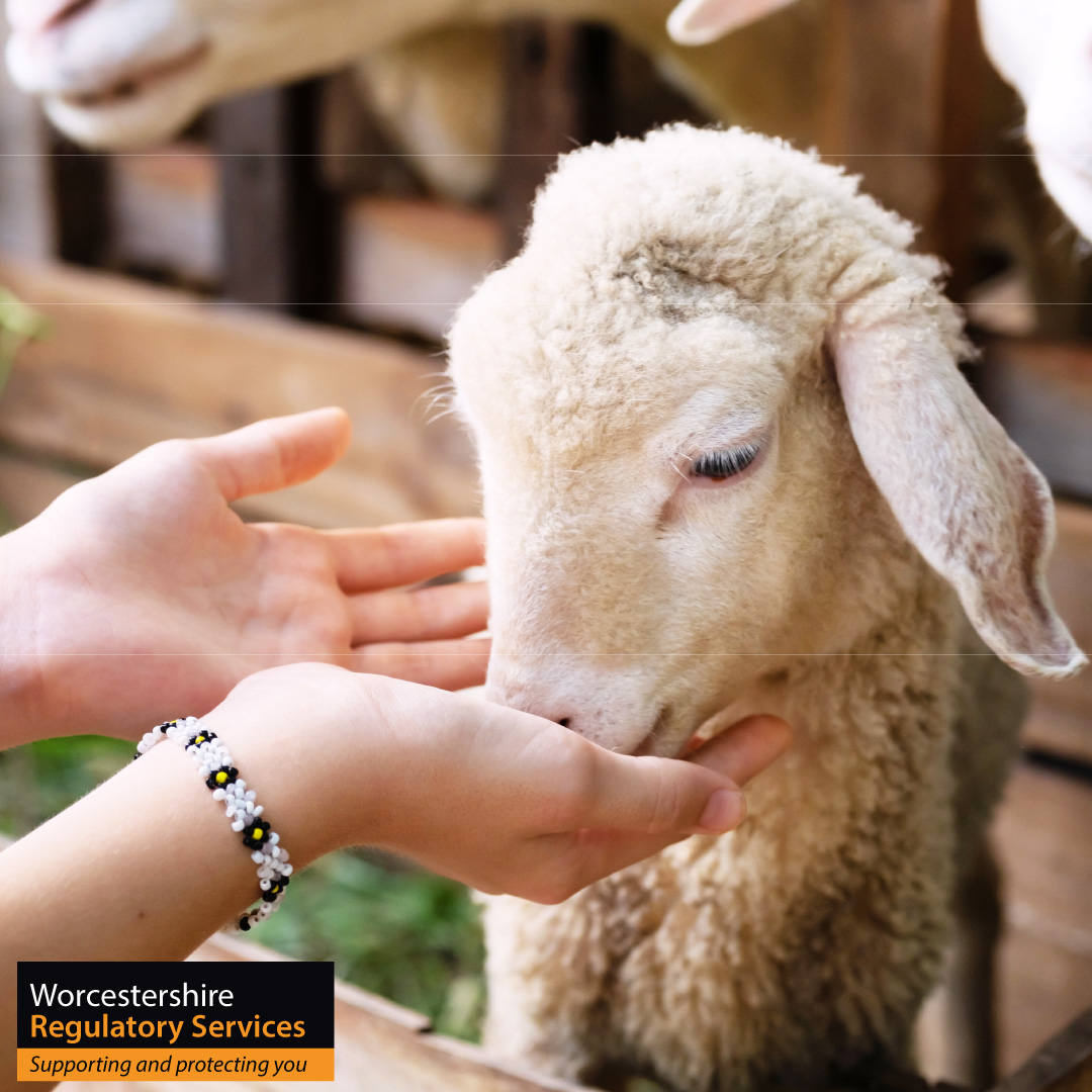 A person petting a sheep